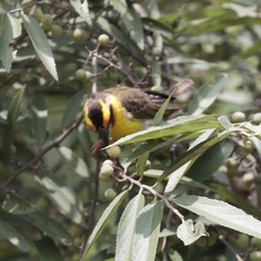 Pachyphantes superciliosus