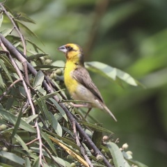 Pachyphantes superciliosus