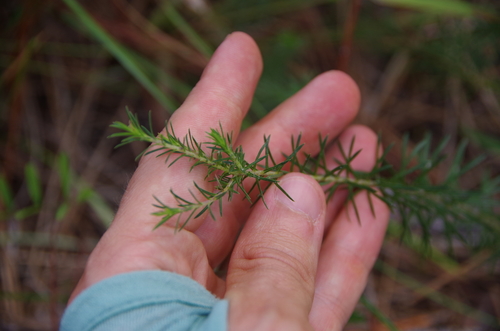 Image of Ionactis repens by (c) Eric Knight, some rights reserved (CC BY)