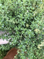 Thymus × citriodorus