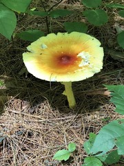 Amanita arkansana