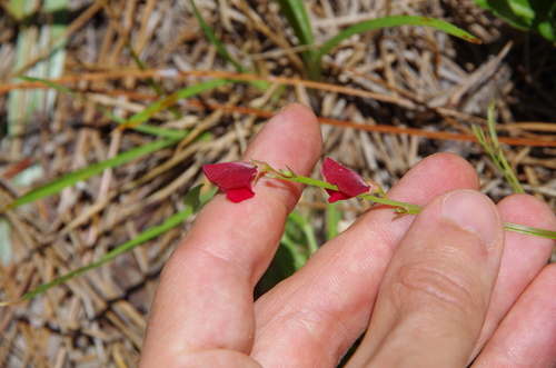 Image of Tephrosia florida by (c) Eric Knight, some rights reserved (CC BY)