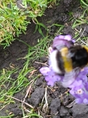 Bombus lucorum