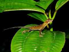 Anolis chrysolepis