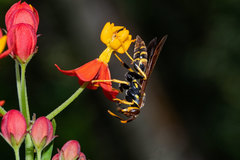 Polistes crinitus