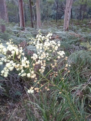 Acacia linifolia