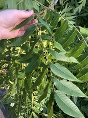 Juglans nigra