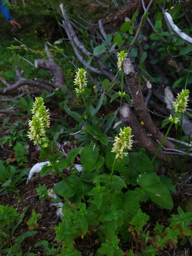 Betonica alopecuros (Betonica alopecuros)