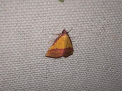 Phytometra rhodarialis