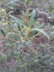 Leucopogon affinis