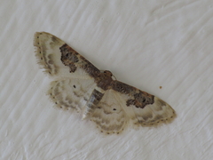 Idaea mustelata