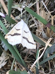 Eriplatymetra