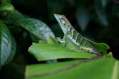 Polychrus marmoratus