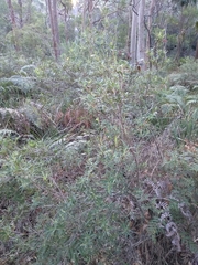 Leucopogon affinis