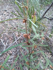 Lasiopetalum ferrugineum