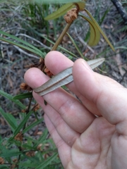 Lasiopetalum ferrugineum