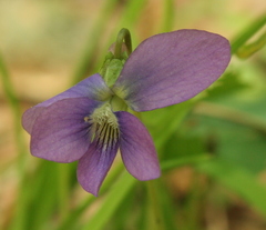 Viola palmata