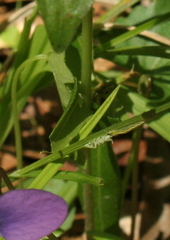 Viola palmata