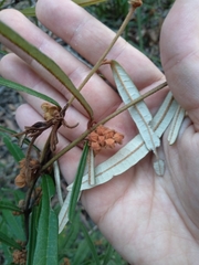 Lasiopetalum ferrugineum