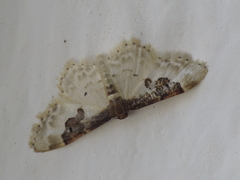 Idaea mustelata