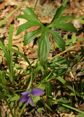 Viola palmata