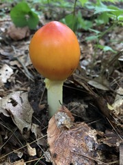 Amanita arkansana