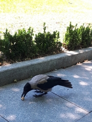 Corvus cornix