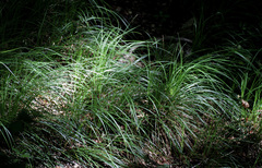 Carex barbarae