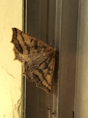 Prochoerodes amplicineraria