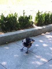 Corvus cornix