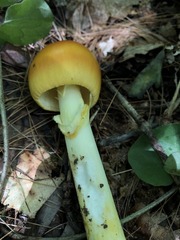 Amanita arkansana