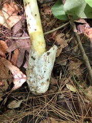 Amanita arkansana