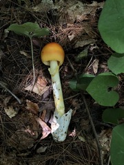 Amanita arkansana