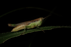Pseudoxya diminuta