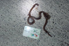 Sinomicrurus sauteri