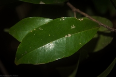 Magnolia figo
