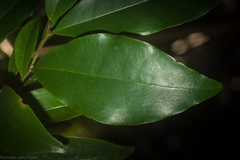 Magnolia figo