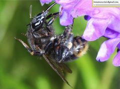 Bombus koreanus