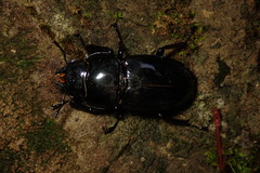 Pseudorhaetus sinicus concolor