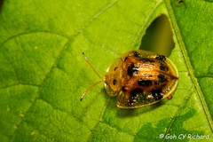 Laccoptera tredecimpunctata
