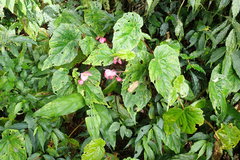 Begonia wutaiana