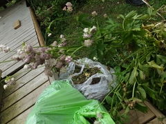 Astrantia major