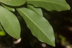 Magnolia figo