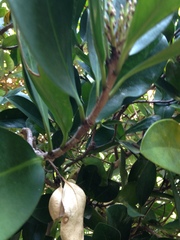 Corynocarpus