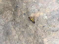 Phaeochlaena lampra