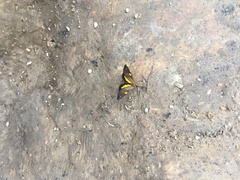Phaeochlaena lampra