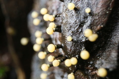 Elaeomyxa cerifera
