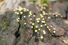 Elaeomyxa cerifera