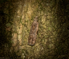 Hypatima dermatica