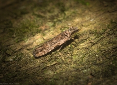 Hypatima dermatica